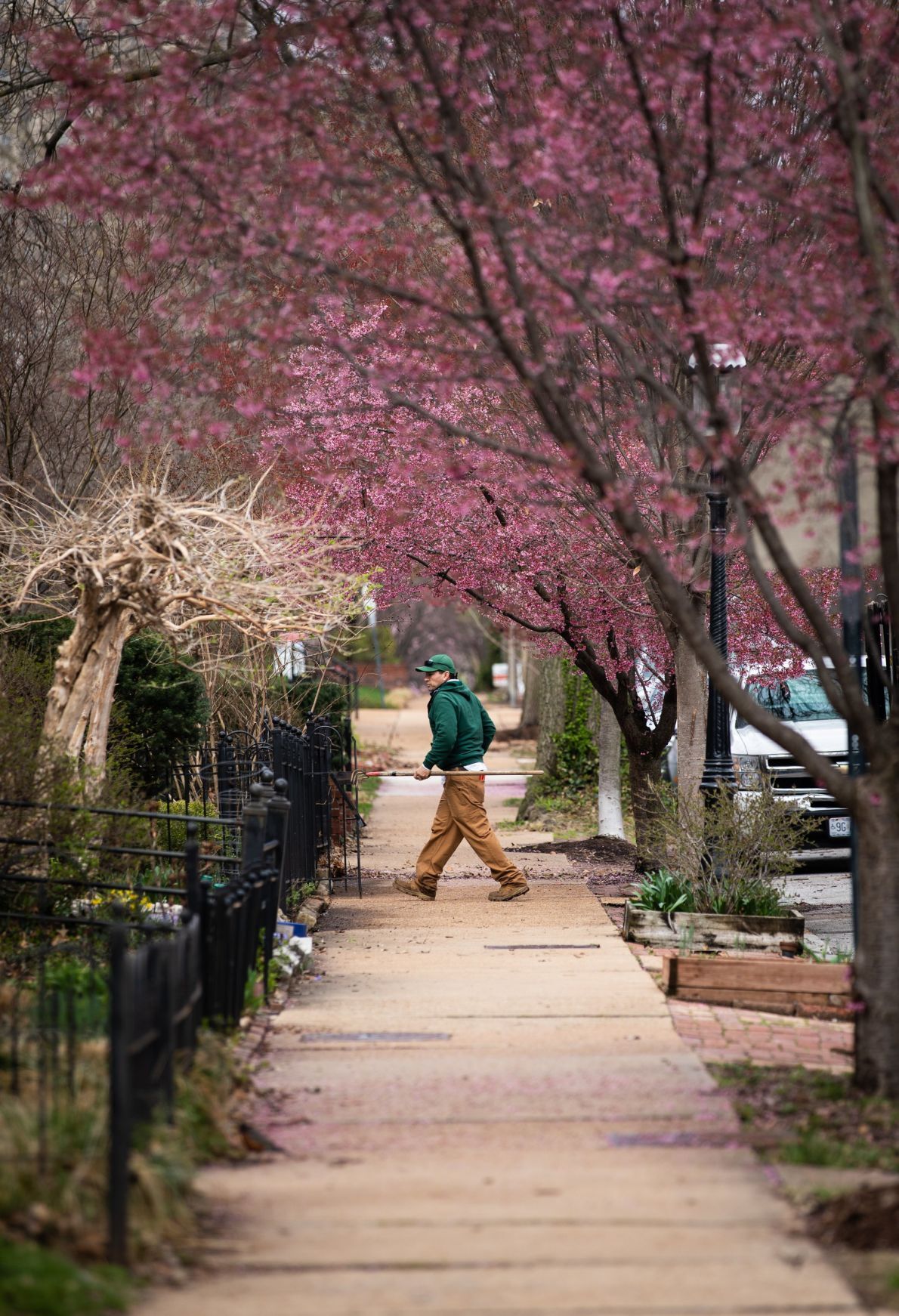 Spring blooms in St. Louis